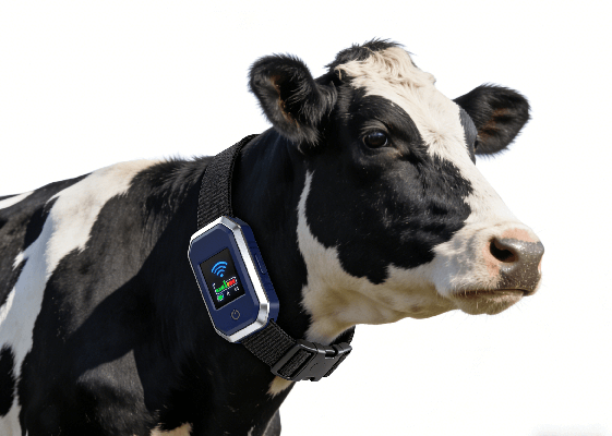 内蒙古牧民的经历教训：传统养殖正在被科技淘汰